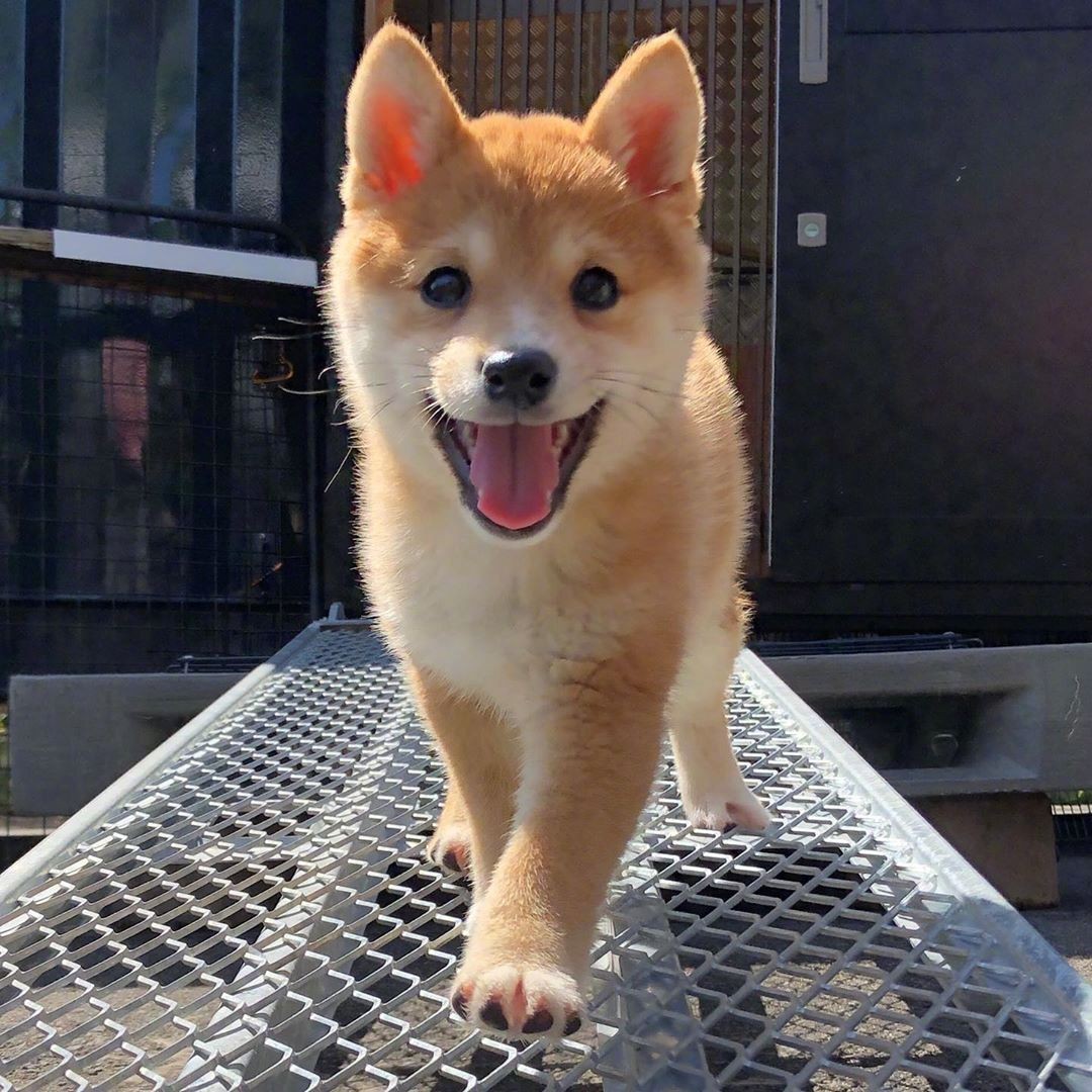 蹦蹦跳跳的西瓜籽