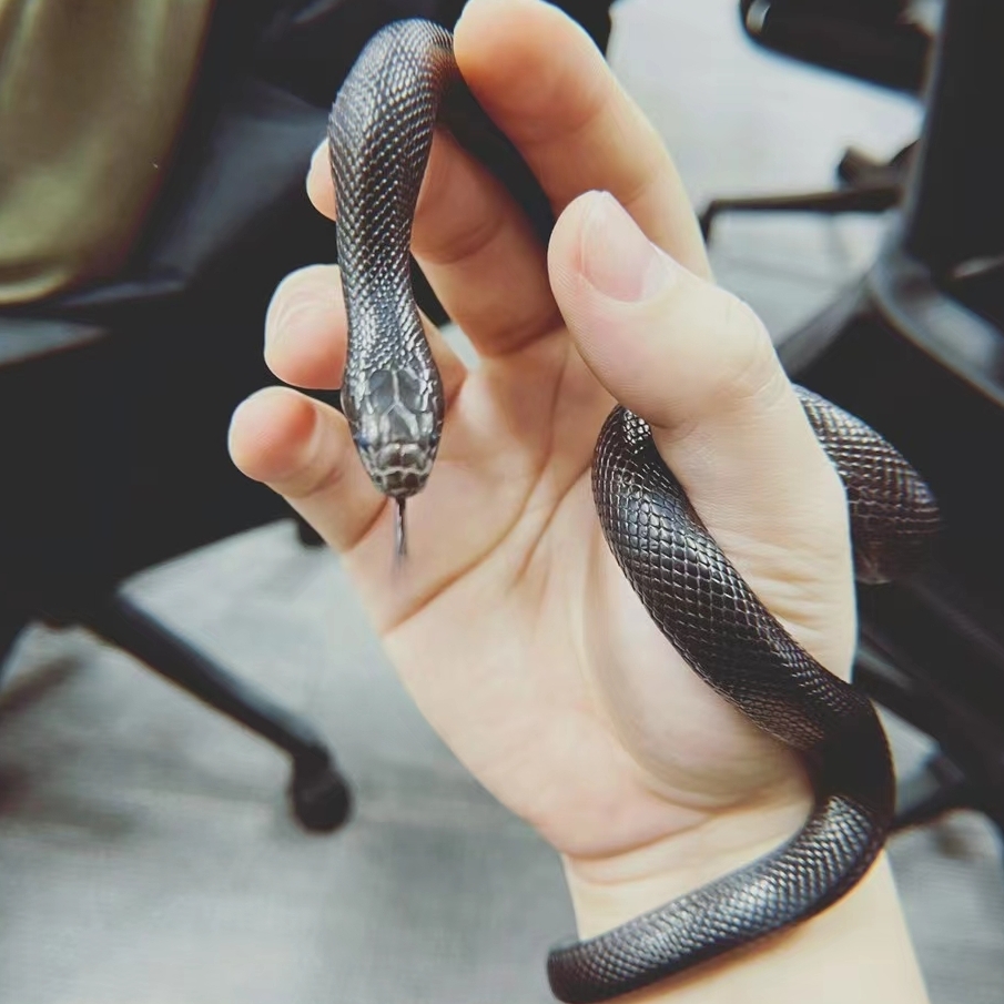 蓝桉已遇释槐鸟