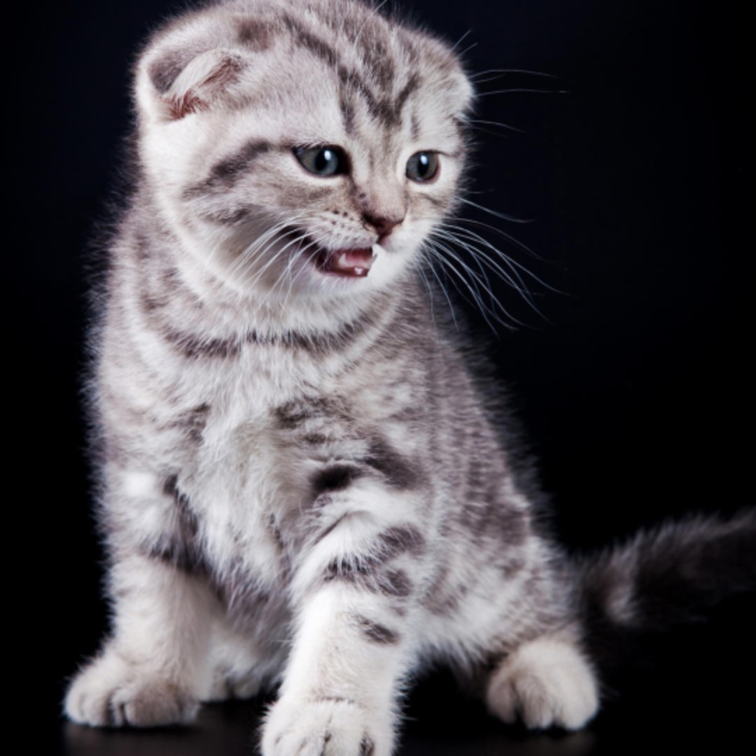 小福贵买买买核雕