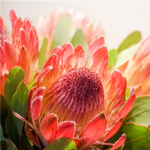 爱情这杯酒很苦