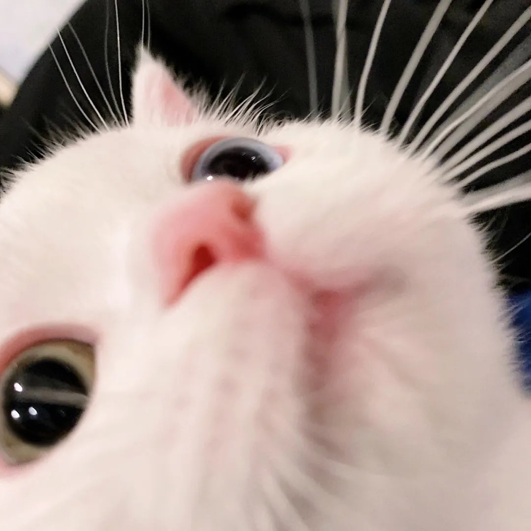 小羊不爱吃香菜