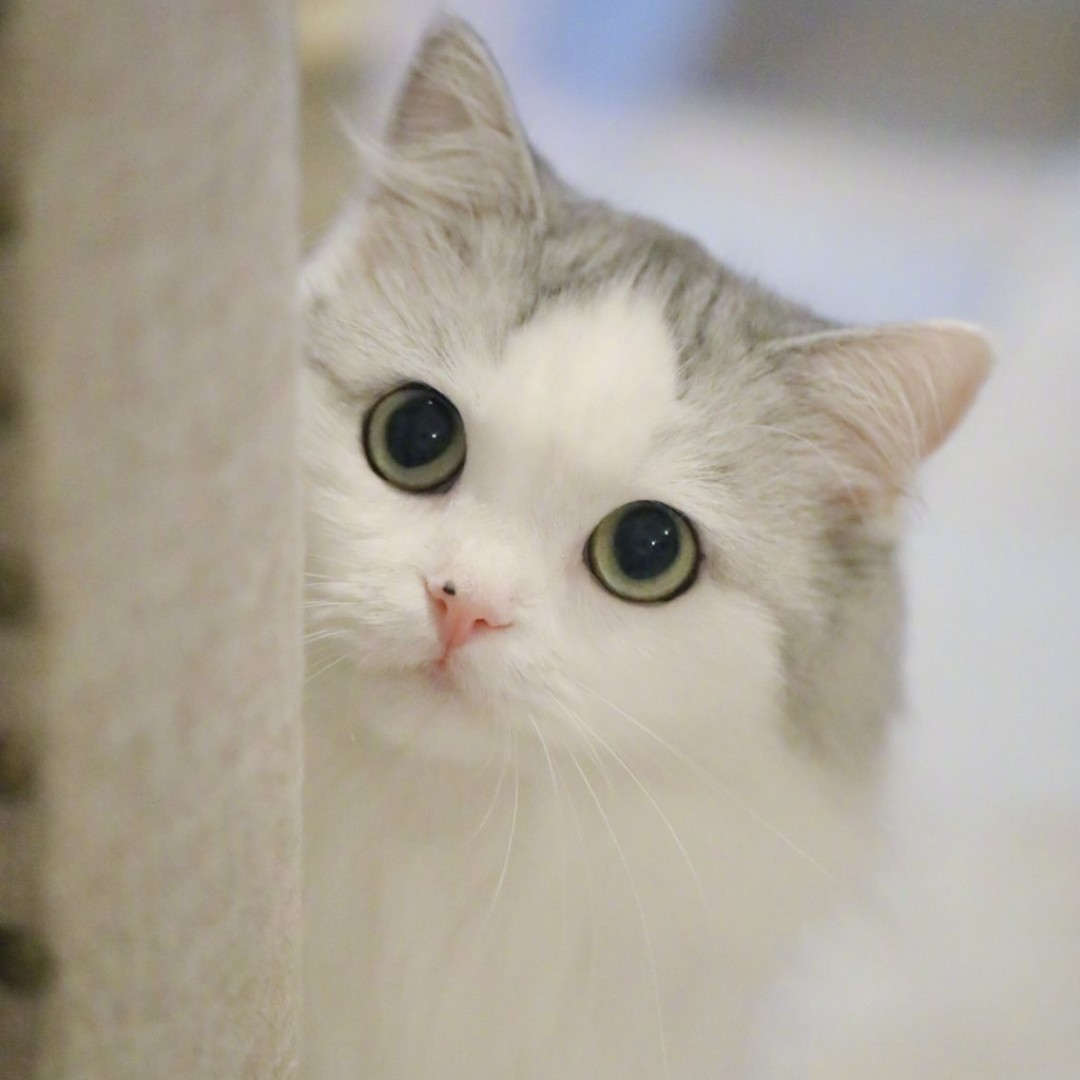 玲珑骰子相思劫