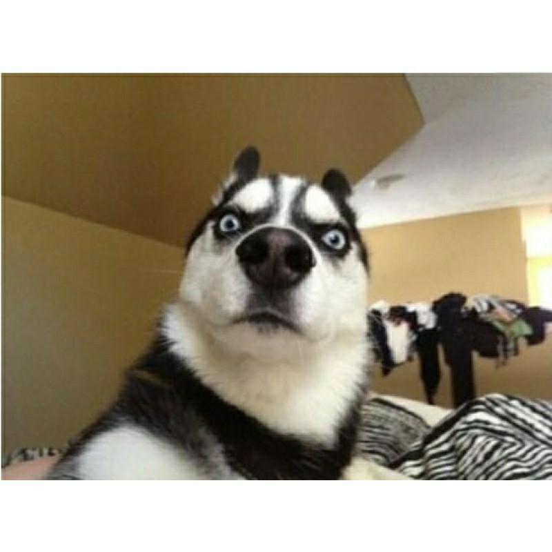 爱吃三丝爆豆的烧卖