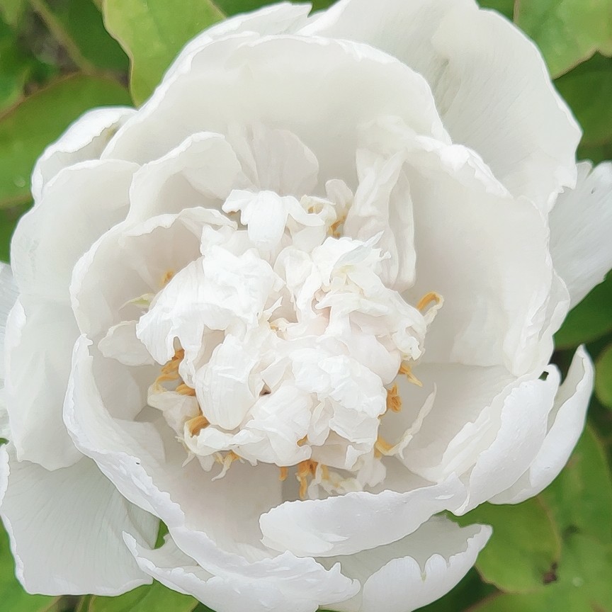 粉白色的丹佛an