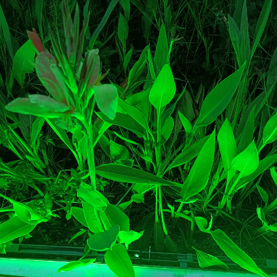 米白色的丰乐五号80