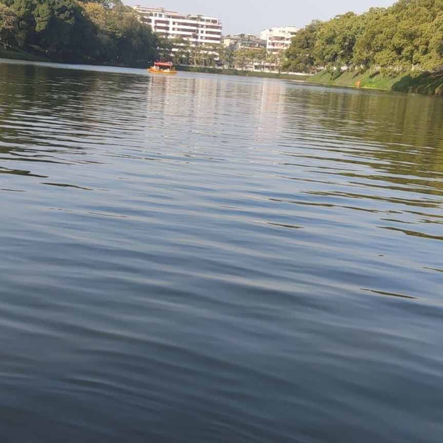 鲜黄的糖果鸢尾柠m