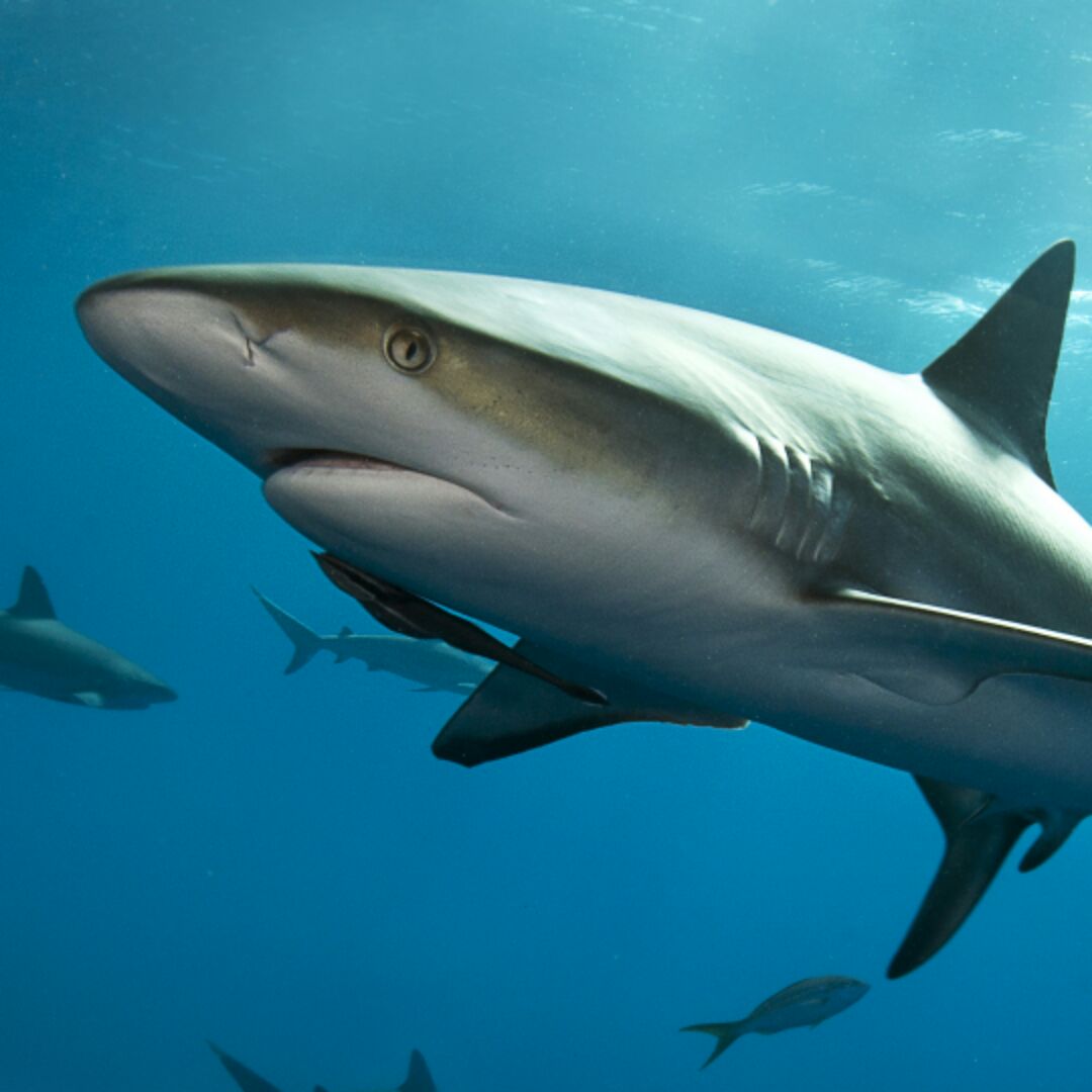 隔壁老王他四叔