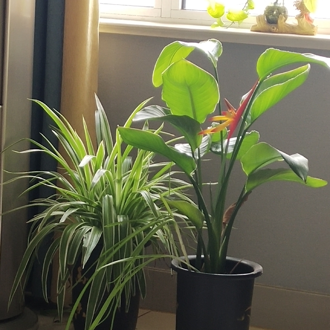 有远见的战神jj