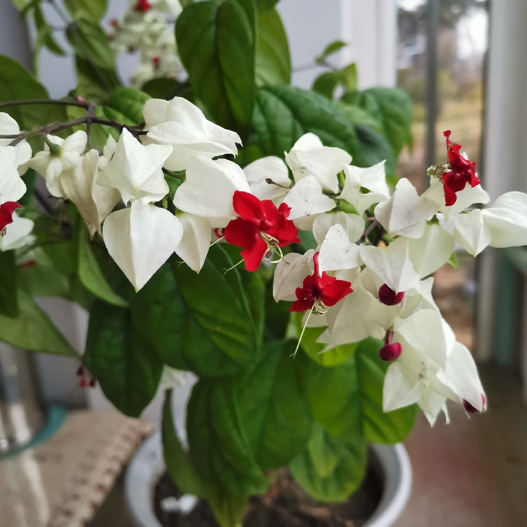 花仙子七色花xw