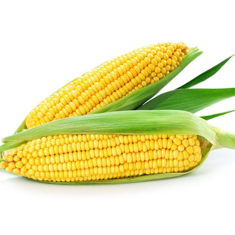 玉米