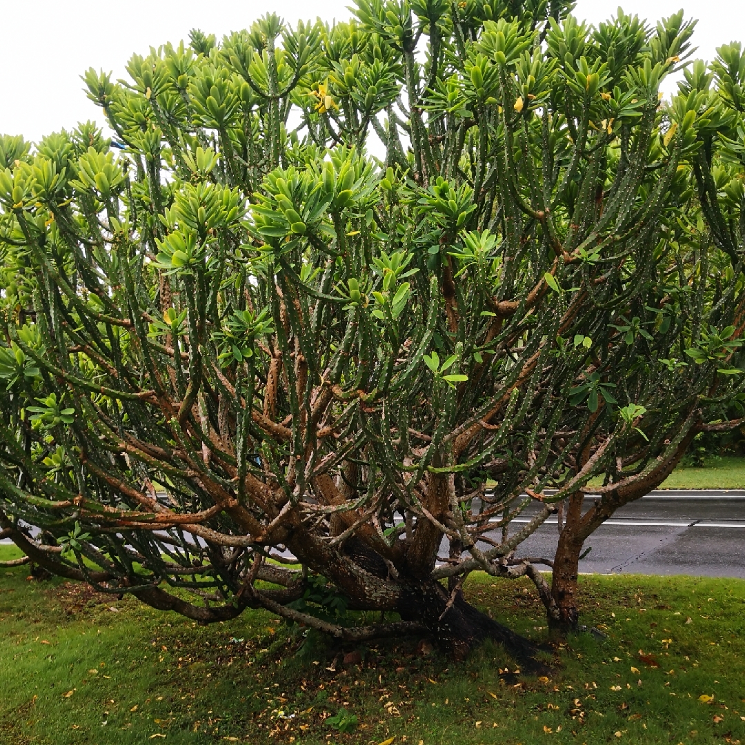 风起为光明前行