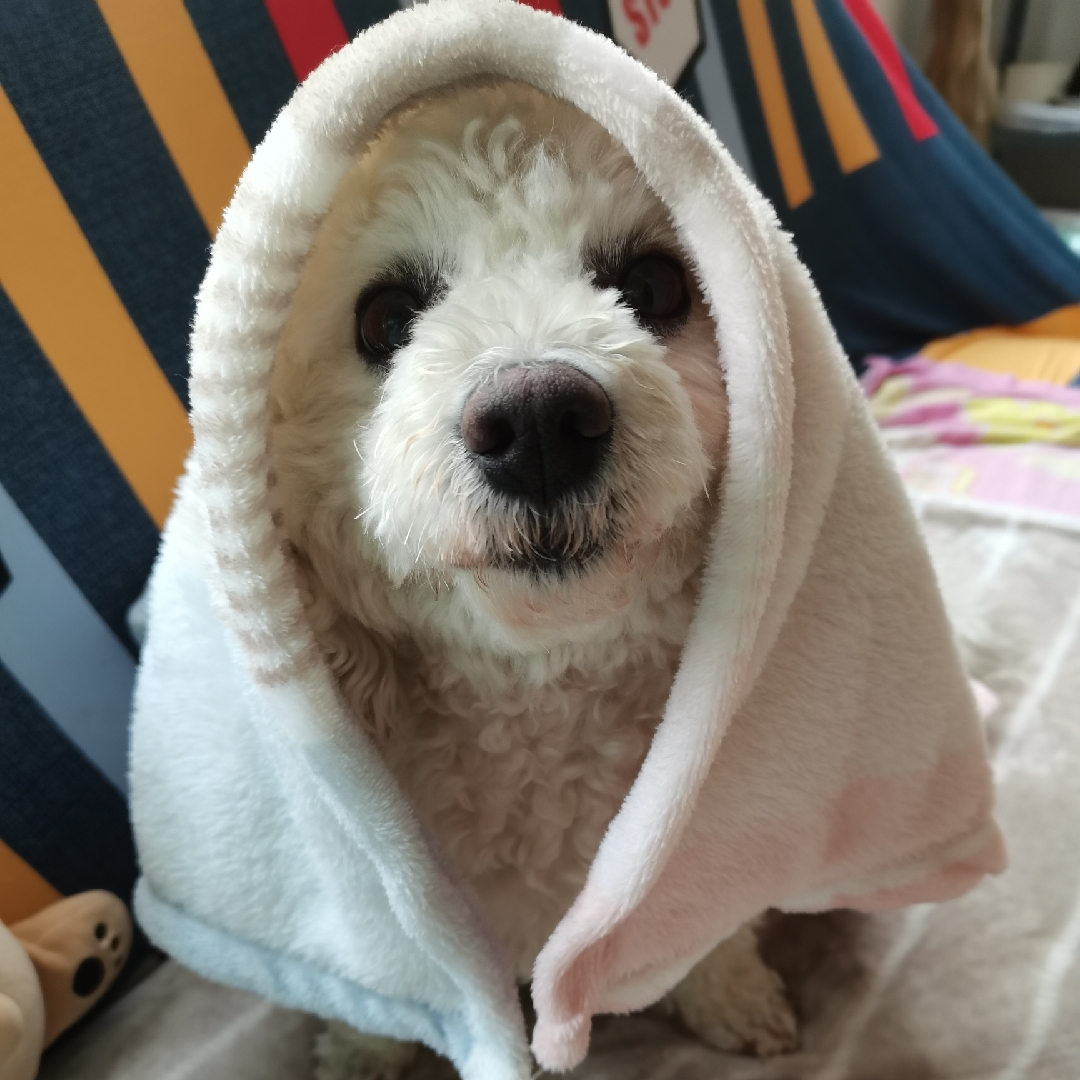 爱吃鸡米豆腐的小桃树