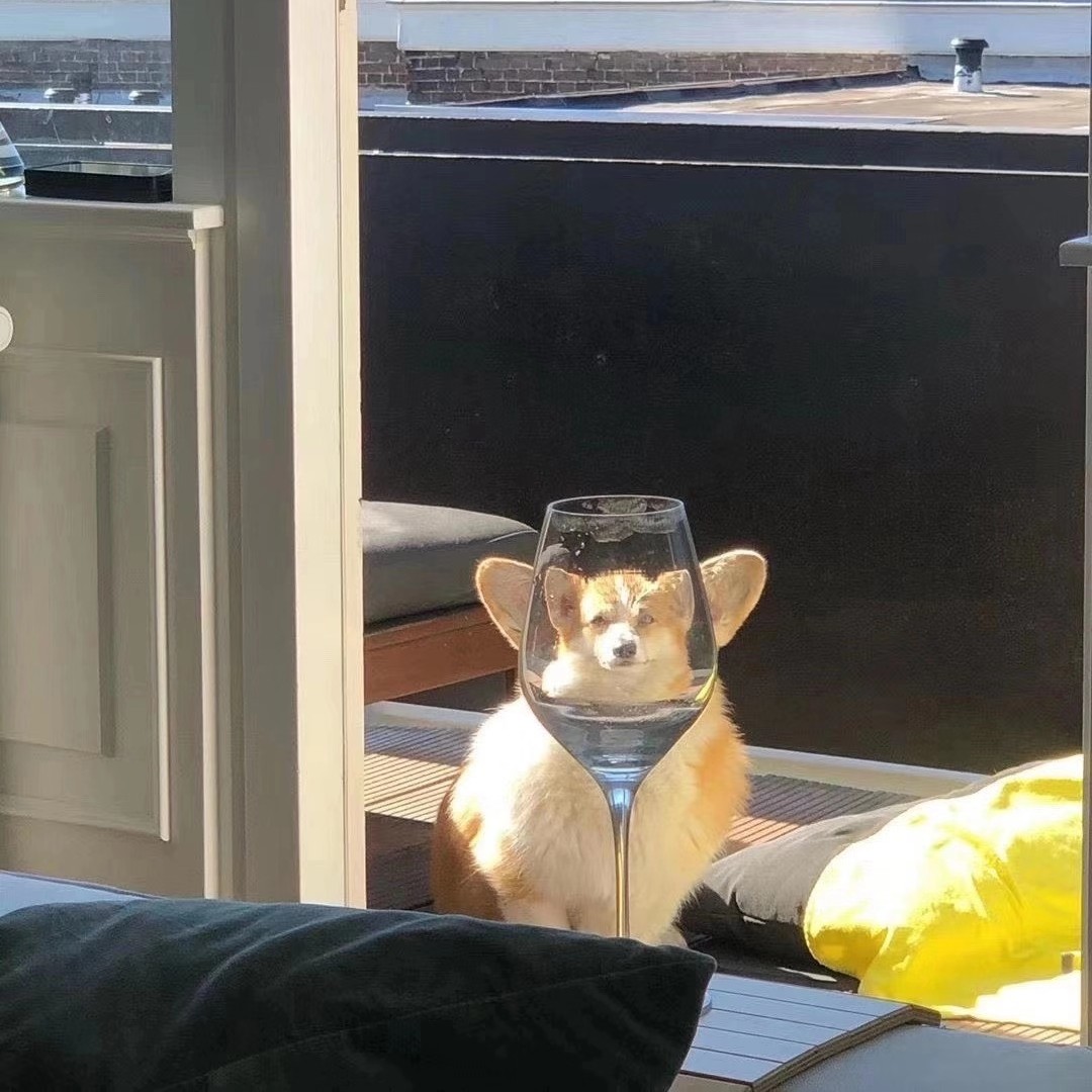 爱吃西蓝花的阿喵