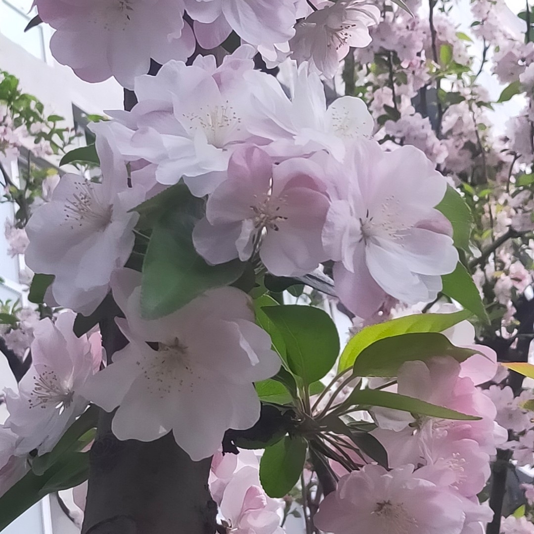 冬冬奶奶甜蜜蜜