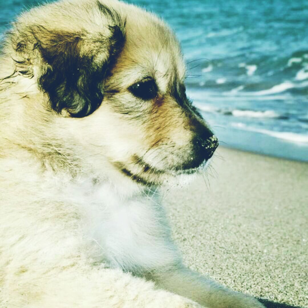 我要吃你的馒头