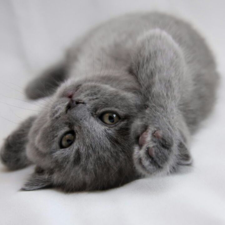 铁锤不一般残殇