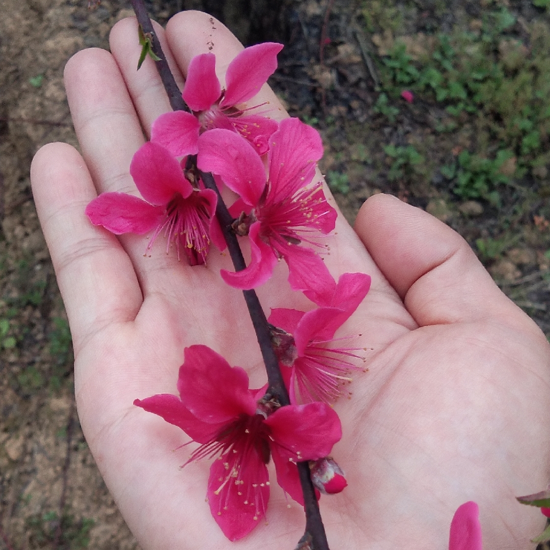 珍妮&mdash;&mdash;妮子