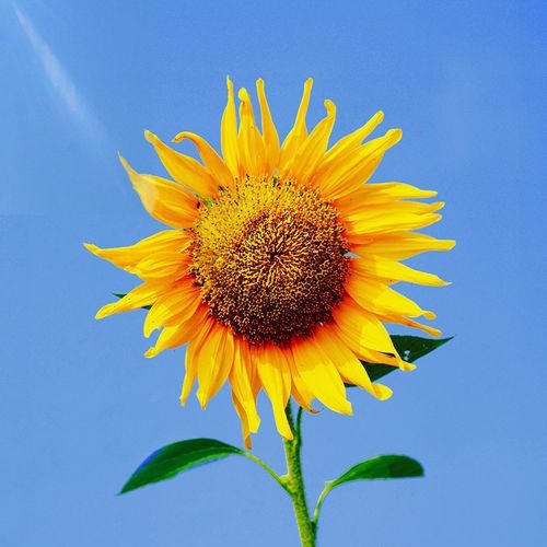 全网倒数第一丑