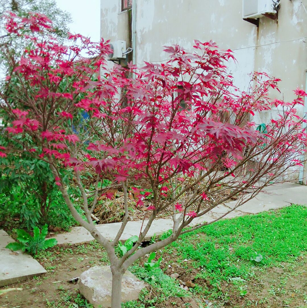 暮雨独赏伊(-_^)