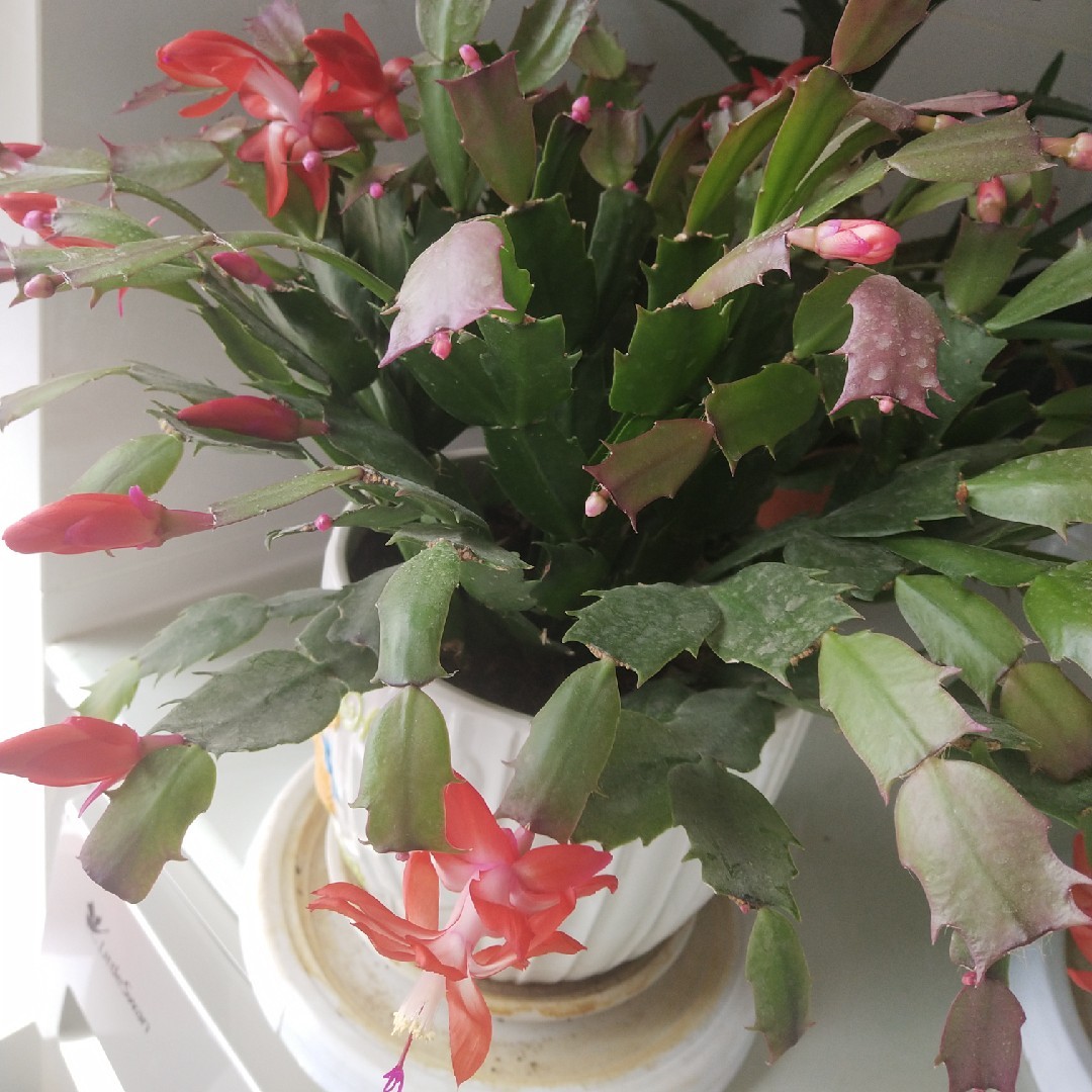 五彩缤纷的附生杜鹃