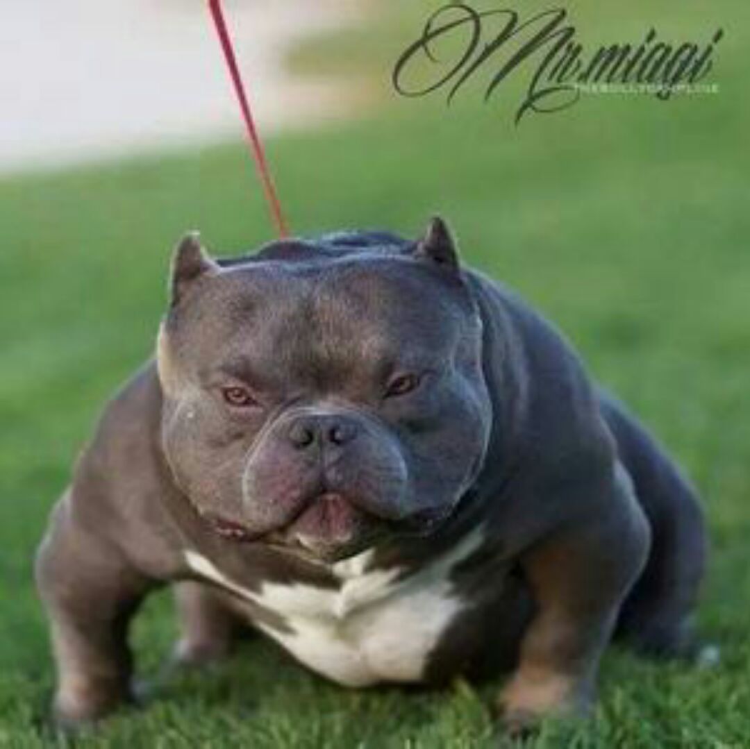 爱吃烤青花鱼的小单纯