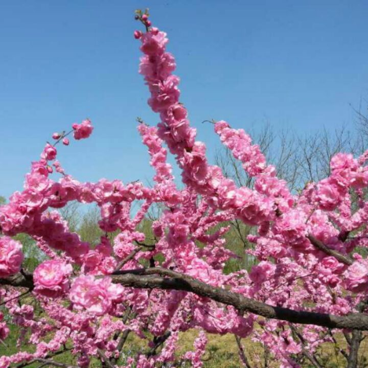 亦像花儿一样幸福