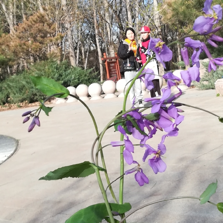 爱吃猪脚姜醋的刺猬