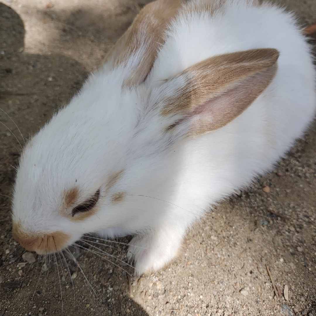 番茄家族小贝贝