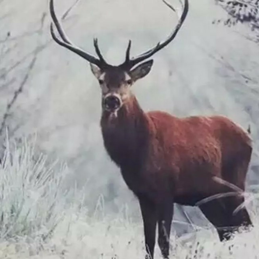 葱绿的澎湖大豆