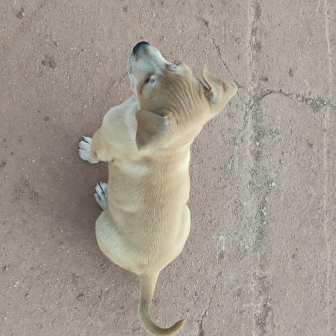 嫦娥应悔偷仙丹