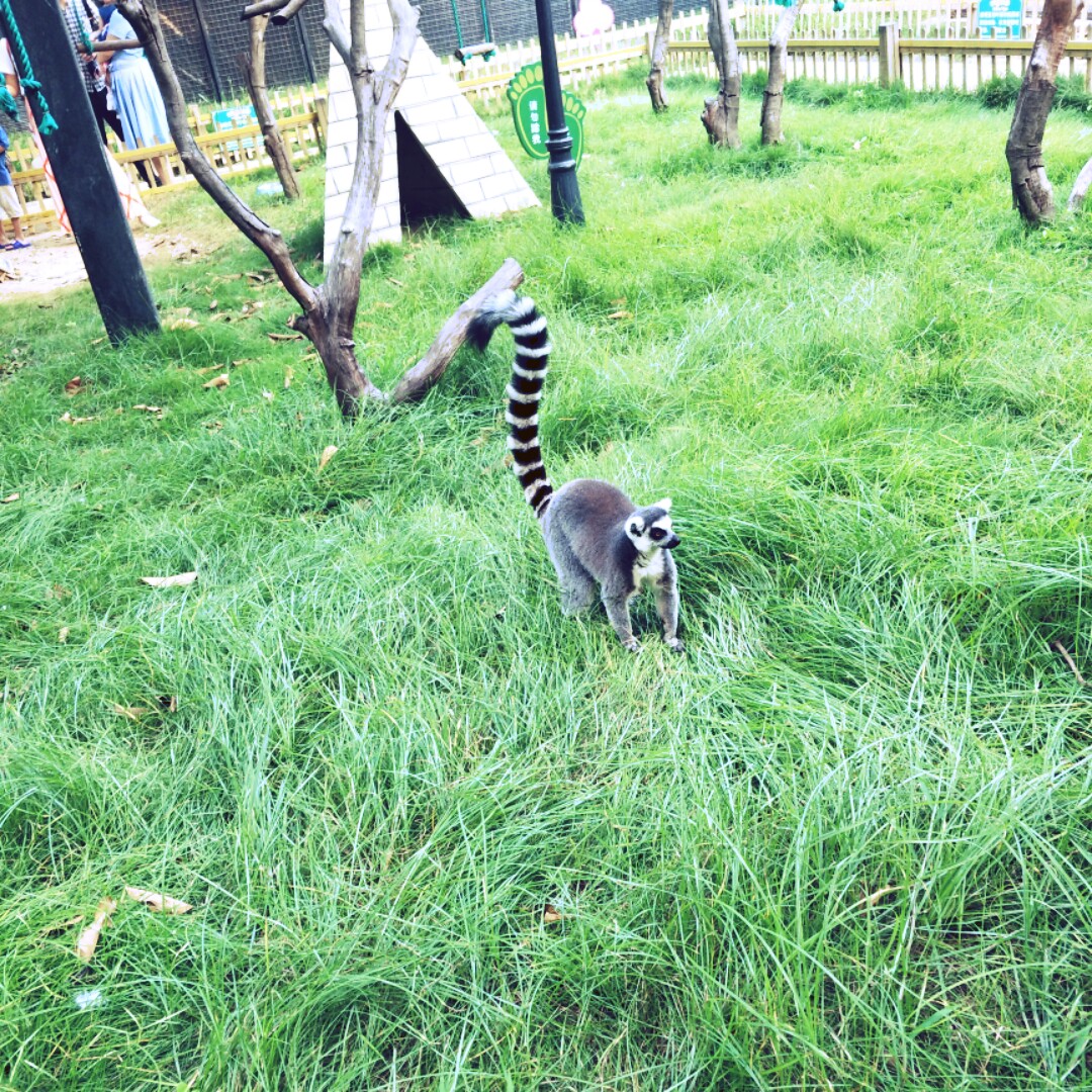 糖糖不吃糖很厉害