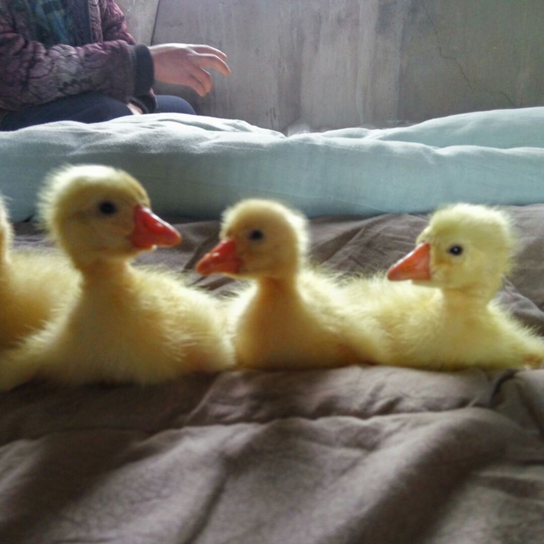 开心的羊19550823