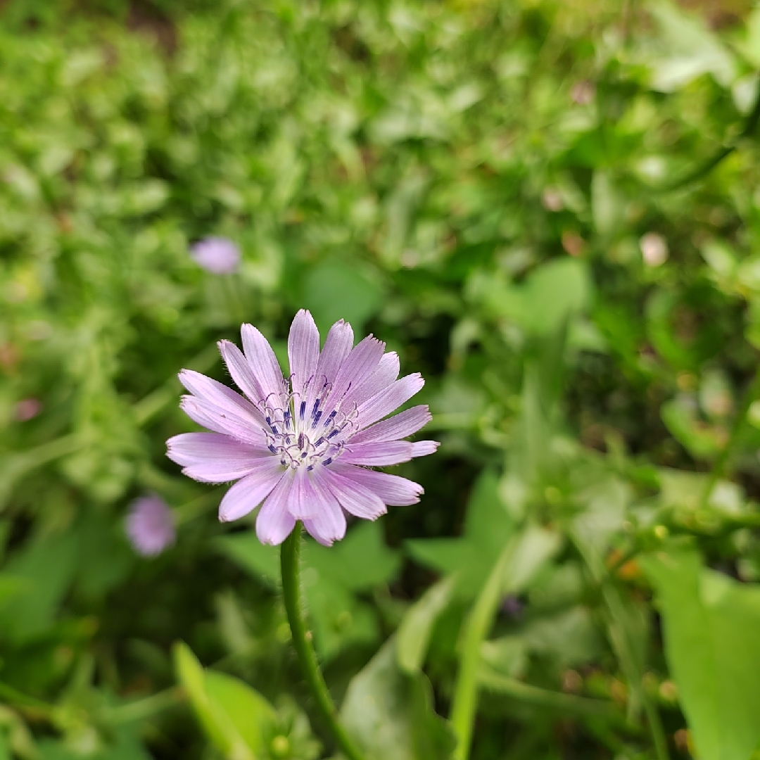 洗洗睡的奥利奥