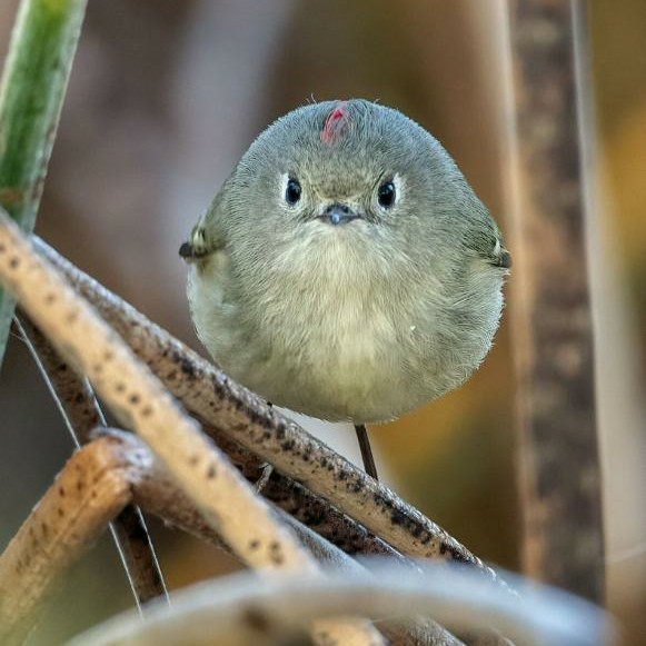 梧桐林的猫女巫6