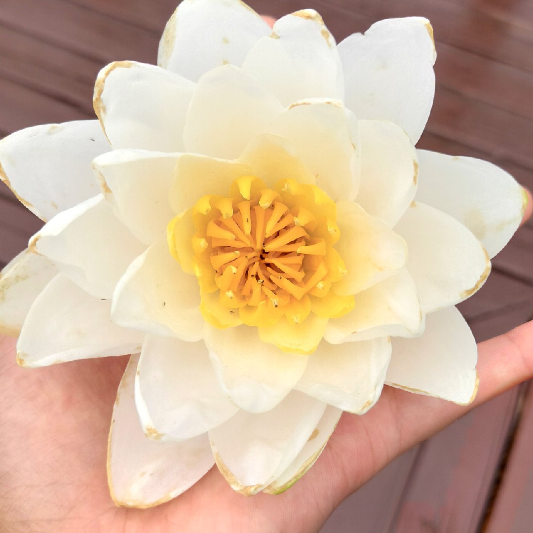 奕涵奕辰的妈咪