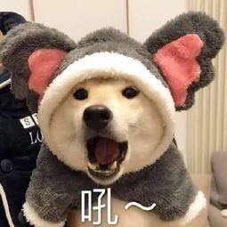 男孩子的男孩子