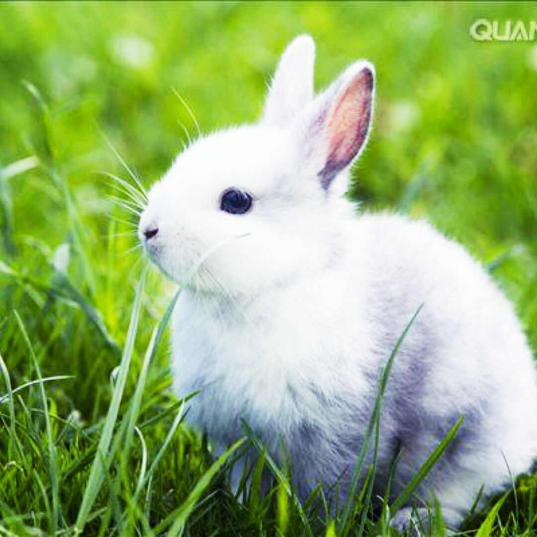 兔子不吃窝边草225