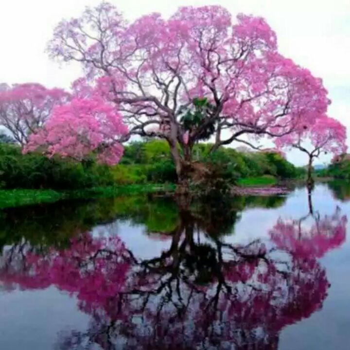 宝蓝色的德保苏铁