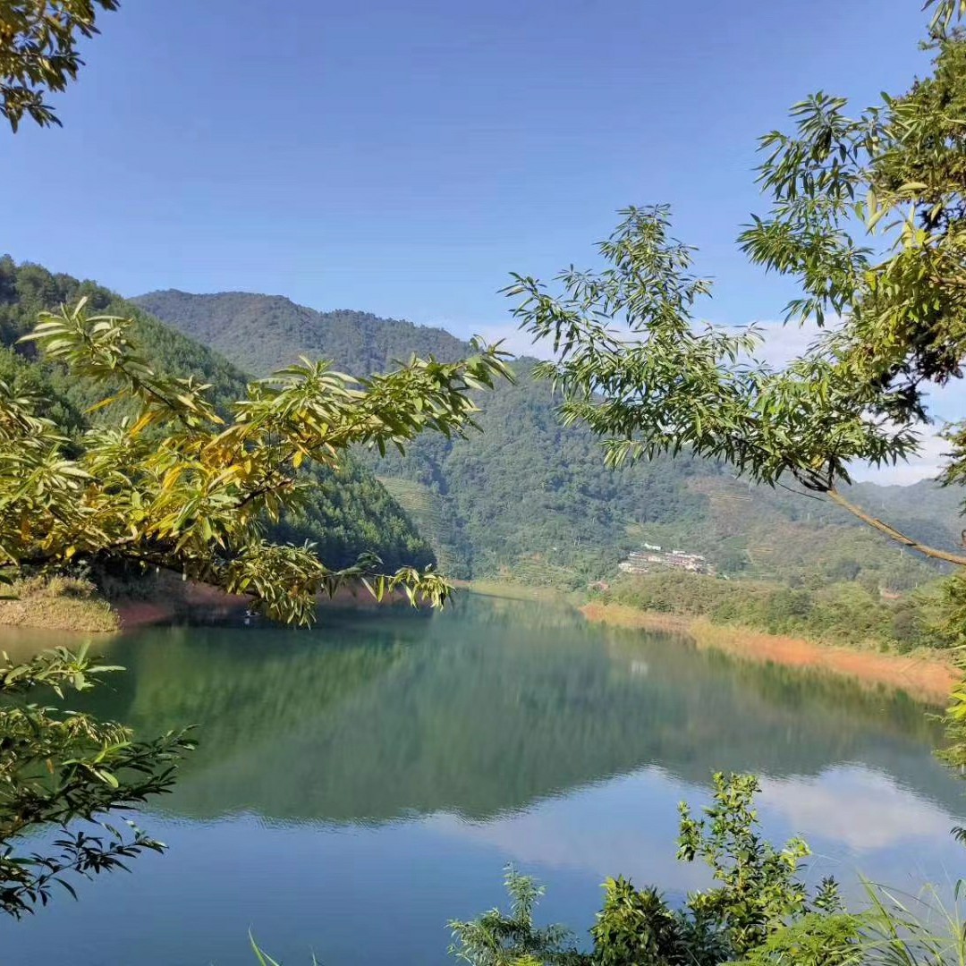 梧桐深院锁清秋