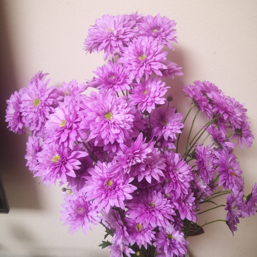 爱吃鲍鱼的猫猫