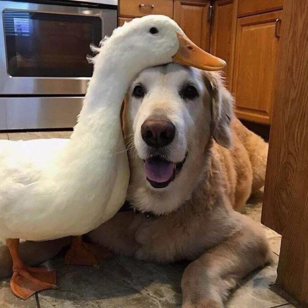 y听说今天下刀子