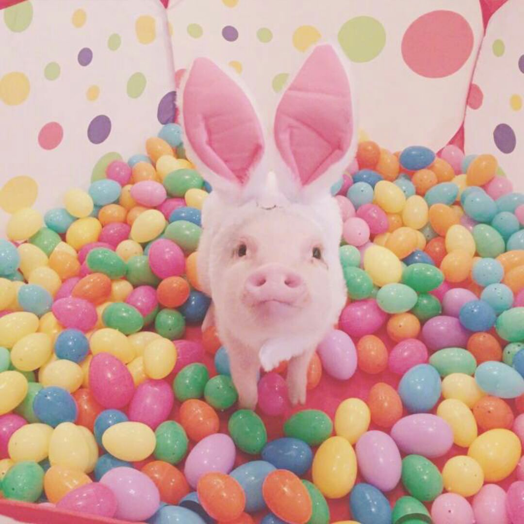 想暴富的冰红茶08