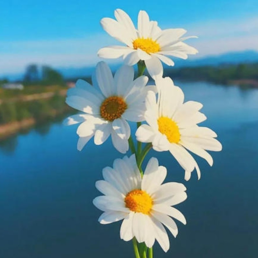 zjq喜欢不买看着