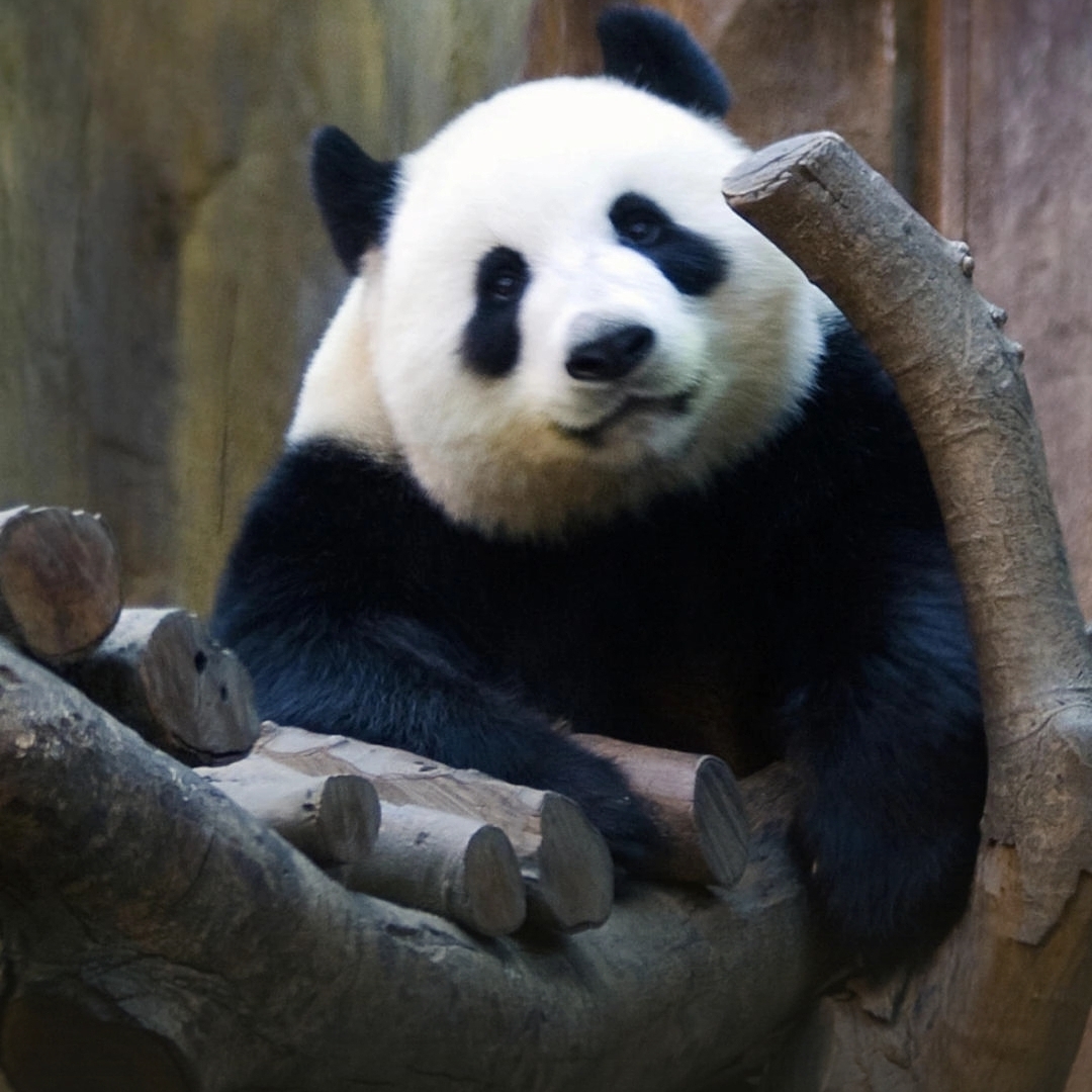 爱吃双麦豆浆的可可