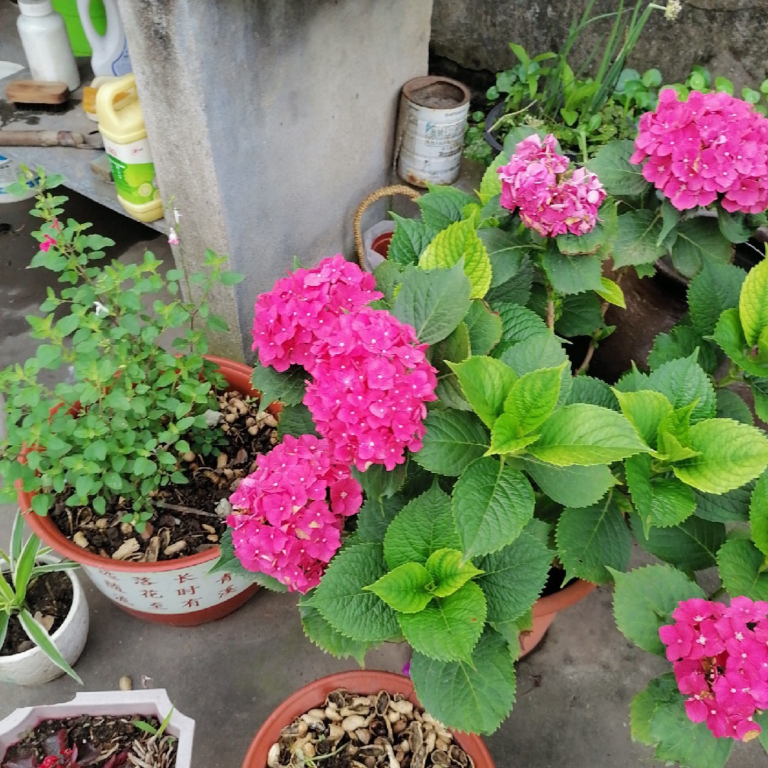 玛瑙红的黄心猕猴桃rs