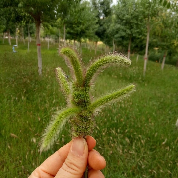 kangrong风中雨点