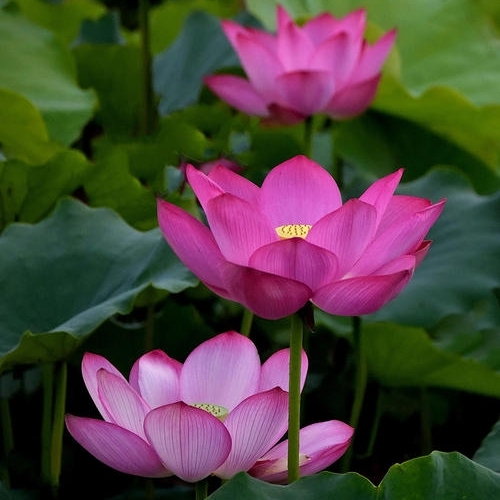 爱吃蒜子烧鸡的金鱼