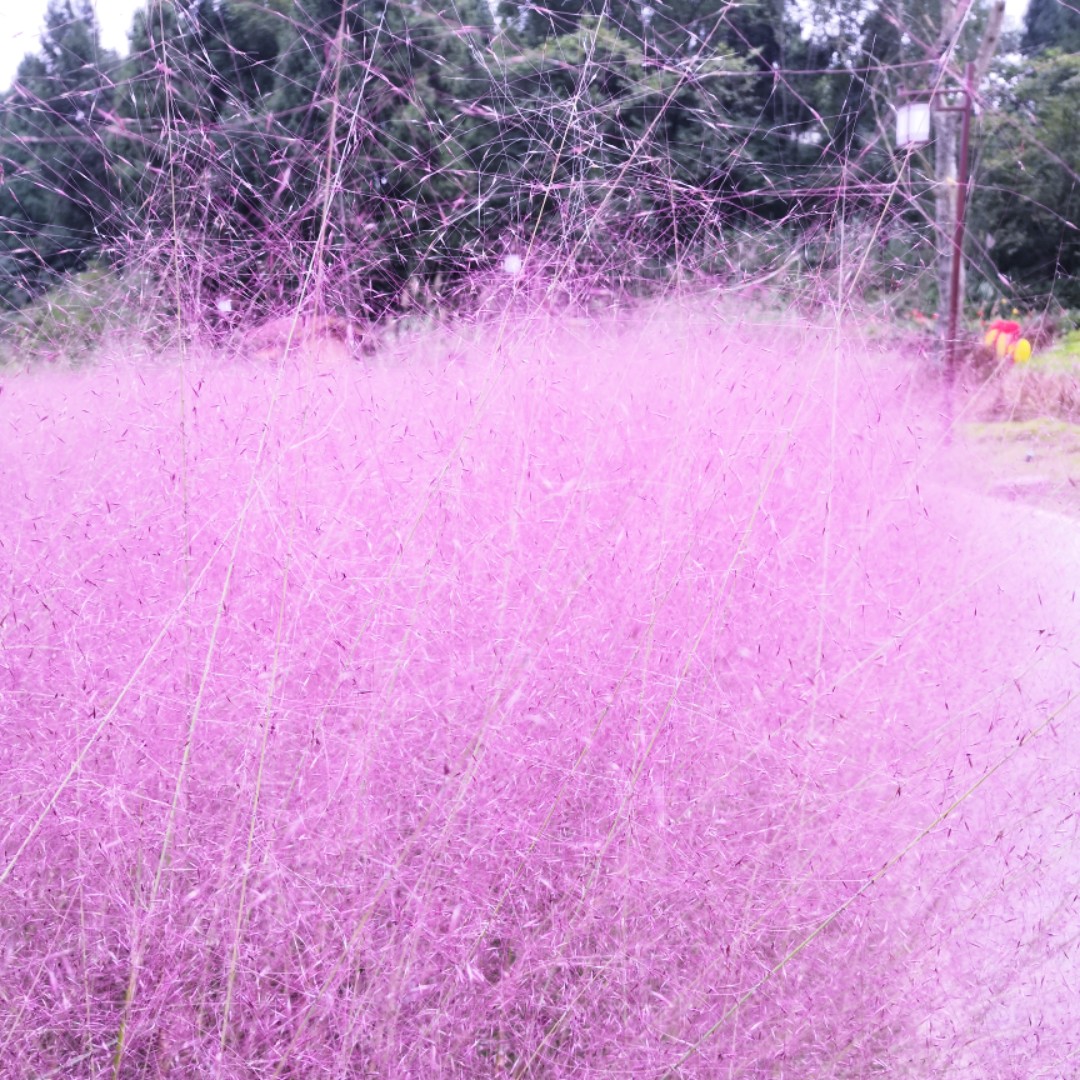 悦悦小迷糊=3=520