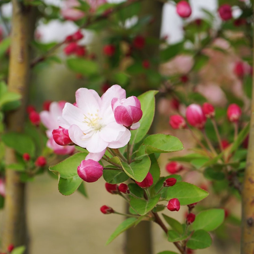 麦兜花花热爱生活