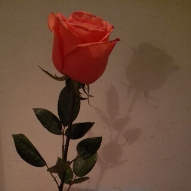 vae说我想牵着你的手